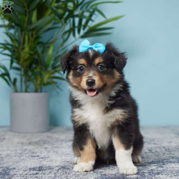 Lance, Miniature Australian Shepherd Puppy